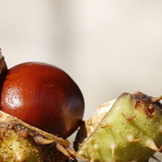 kstrakt z Kasztanowca (Aesculus Hippocastanum)